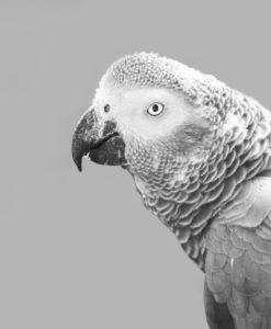 african-grey-parrot-ge5b20bb8f_1920