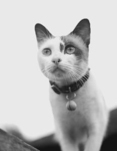 cat-g3cdd89196_1920
