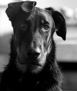 dog-gdf7118b2b_1920