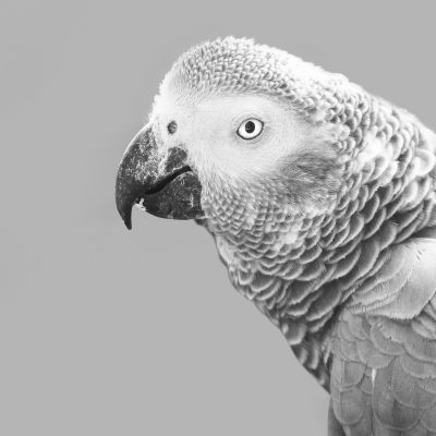 african-grey-parrot-ge5b20bb8f_1920